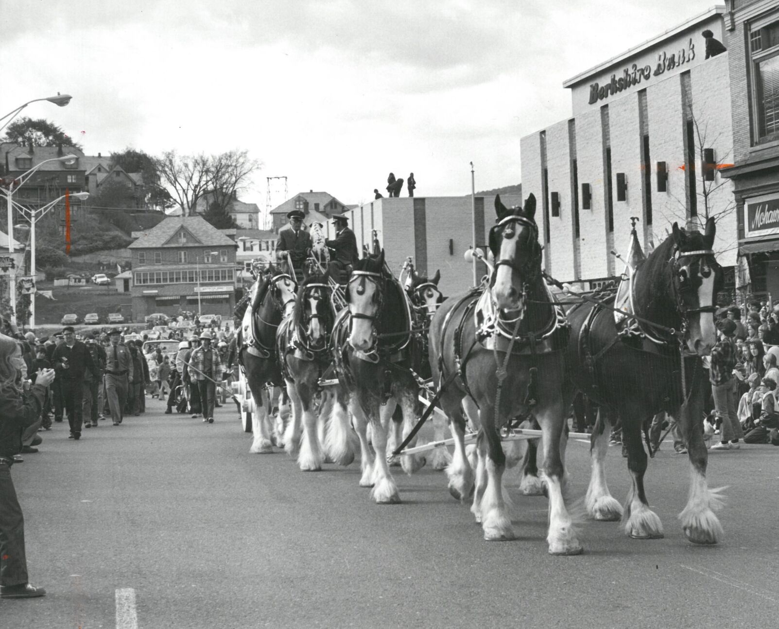 The Budweiser Clydesdales bring up the rear of the 1973 Fall Foliage Parade.